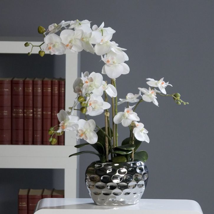 Orchidea krem 54 cm w doniczce